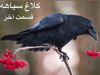 کلاغ سیاهه (قصه‌ی پشه‌ی بینی‌درازِ وز وزو و خرس دم‌کلفتِ پشمالو) - قسمت آخر
